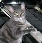 kitty playing piano